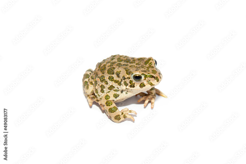 Obraz premium Green toad