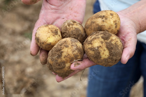 Kartoffeln in den Händen photo