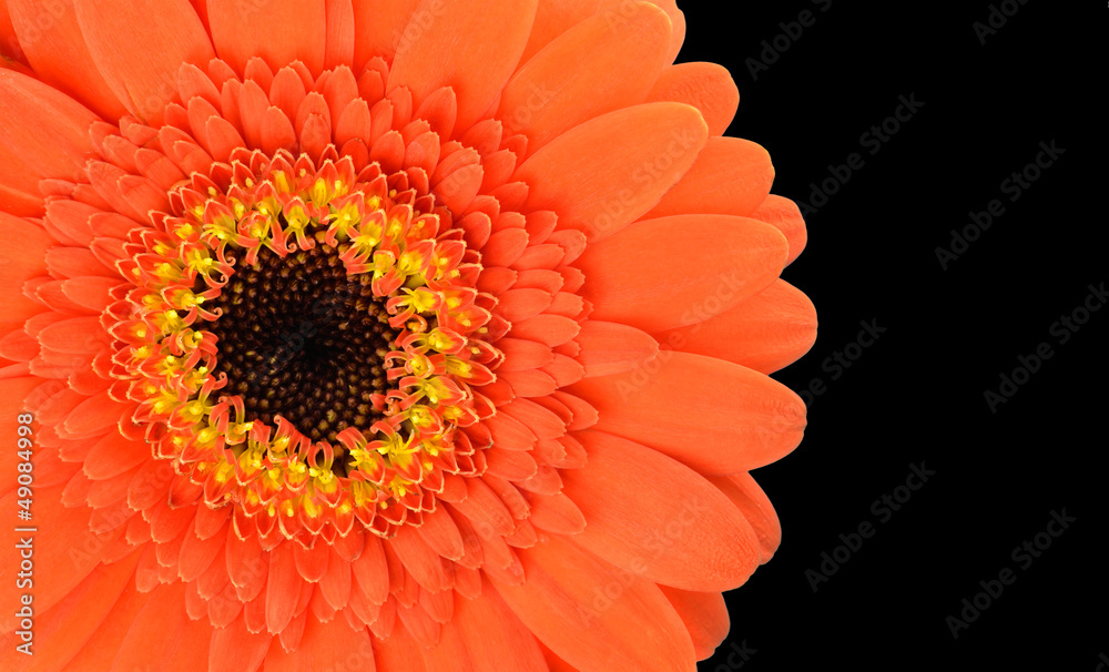 Orange Gerbera Flower Part Isolated on Black