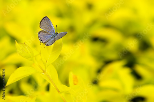 papillon bleu sur feuillage jaune