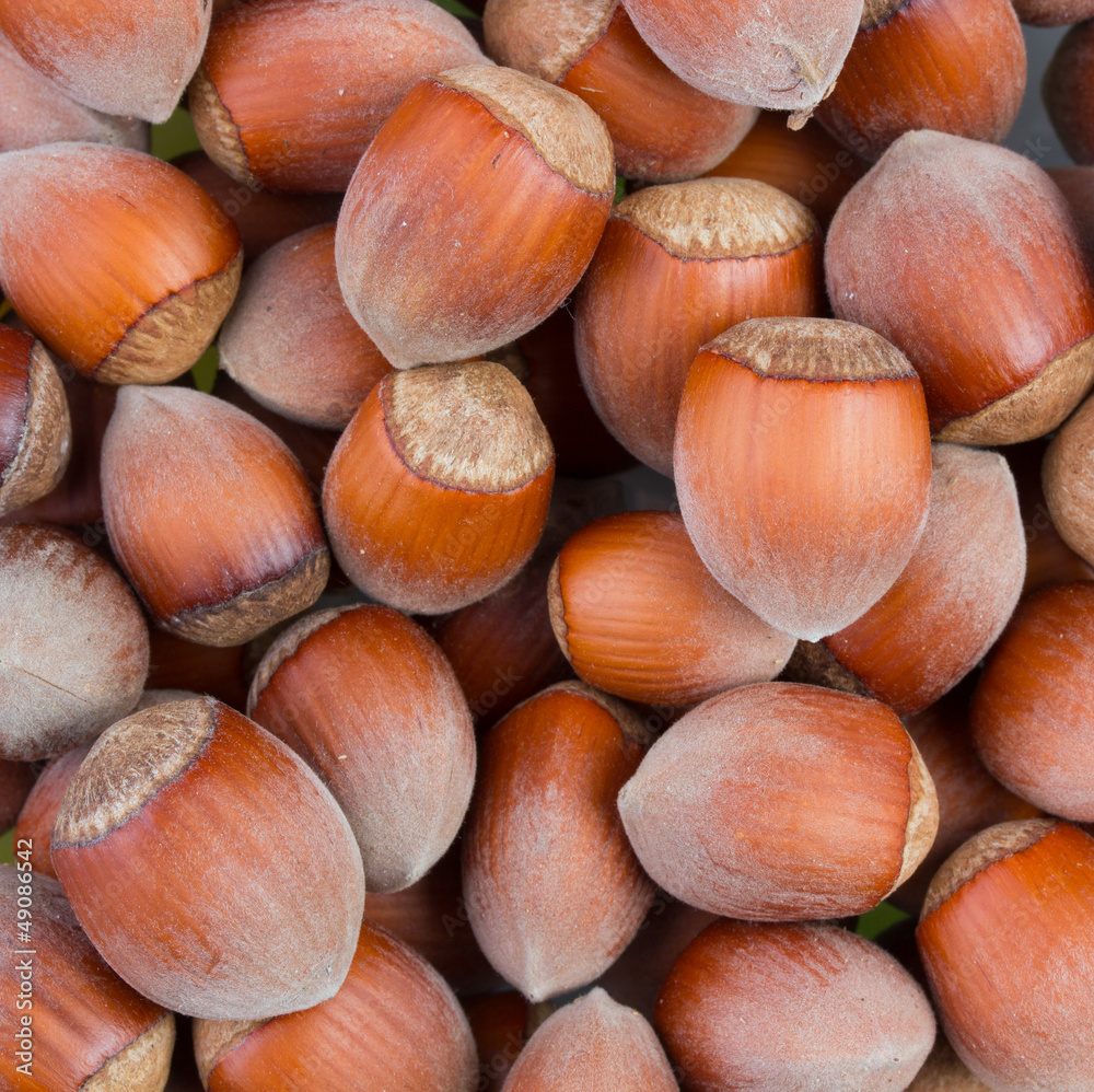 Background of the Unbroken Hazelnuts Background of the Unbroken Hazelnuts