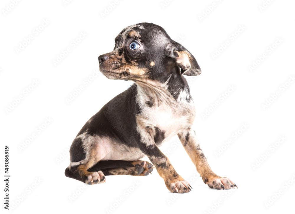 Obraz premium Chihuahua