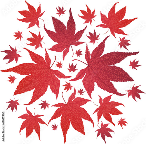 Autumn red leaves