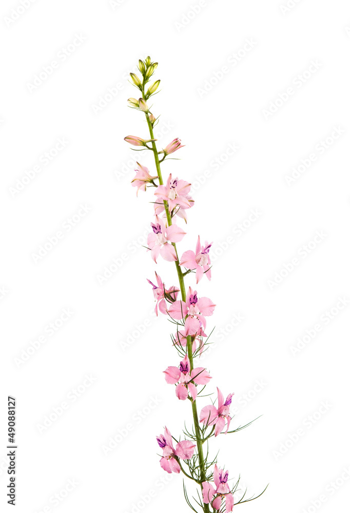 Wild flowers isolated Wild flowers isolated