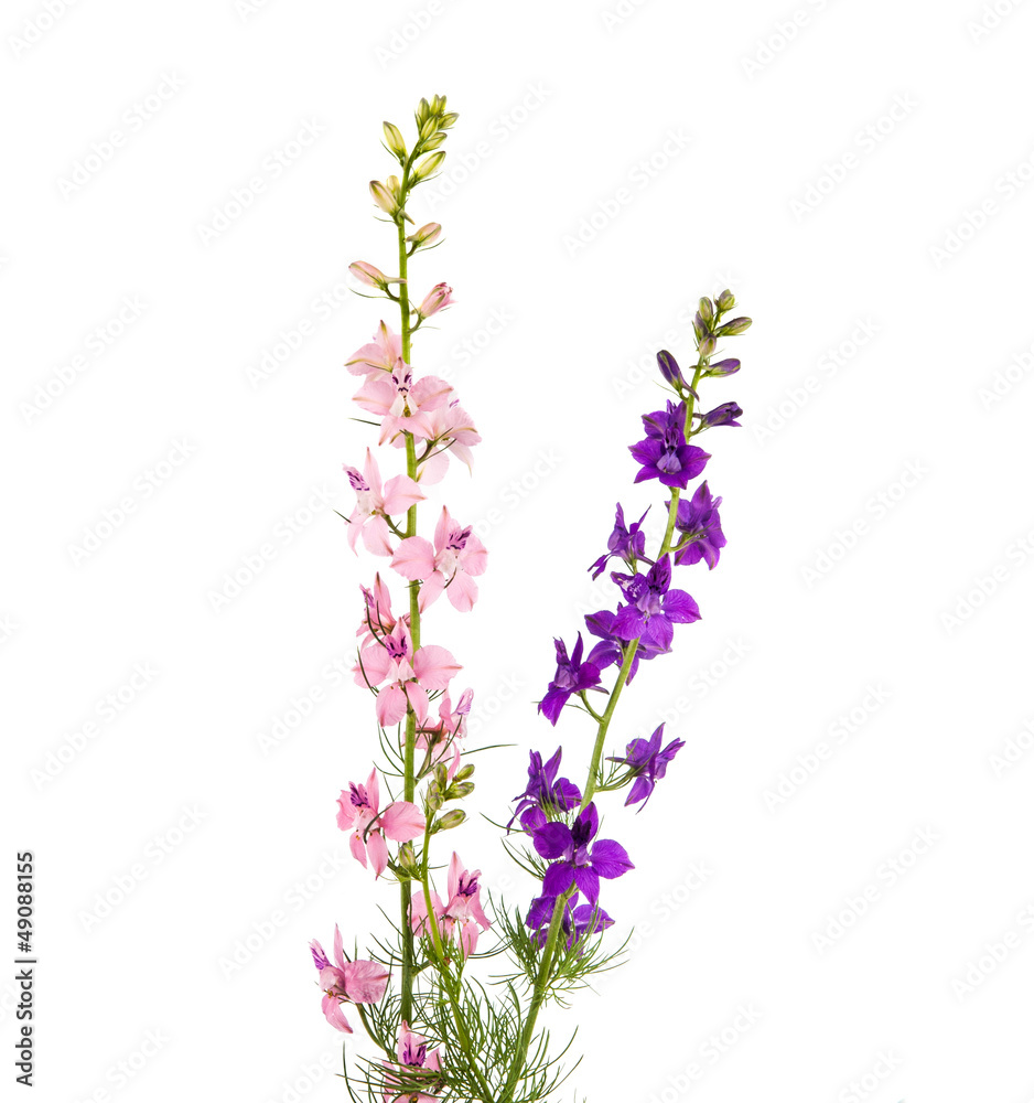 Wild flowers isolated