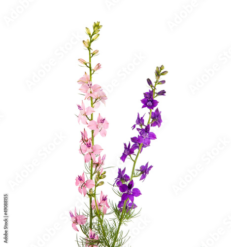 Fototapeta Naklejka Na Ścianę i Meble -  Wild flowers isolated