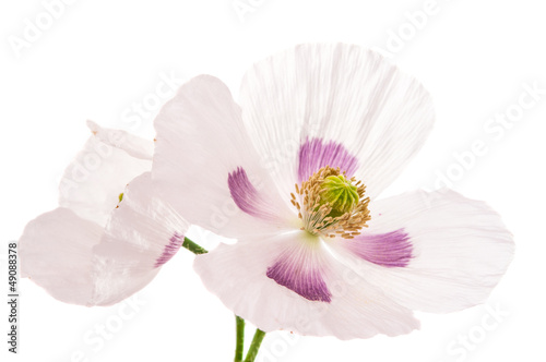 poppy flower isolated