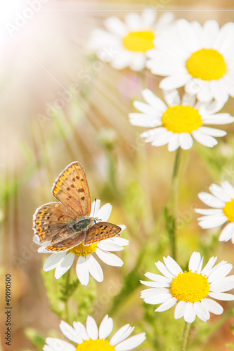 Schmetterling im Sonnenlicht