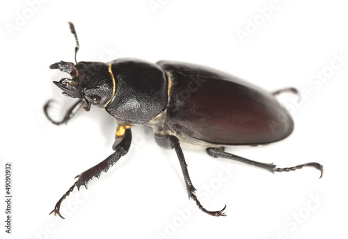 Female stag beetle, Lucanus cervus isolated on white background