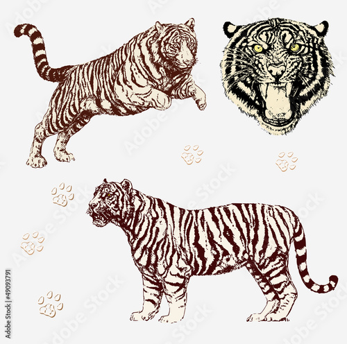 Vektor Set: Tiger Gestalten und Kopf