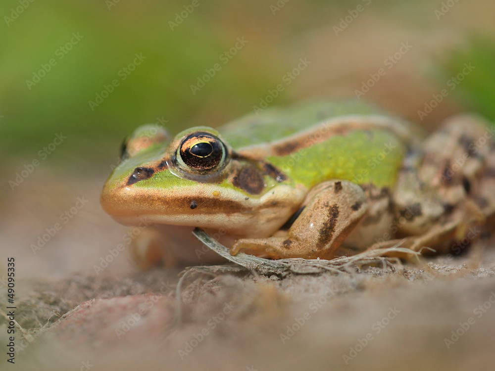 Fototapeta premium Green frog