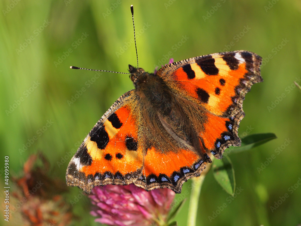 Obraz premium Small Tortoiseshell resting