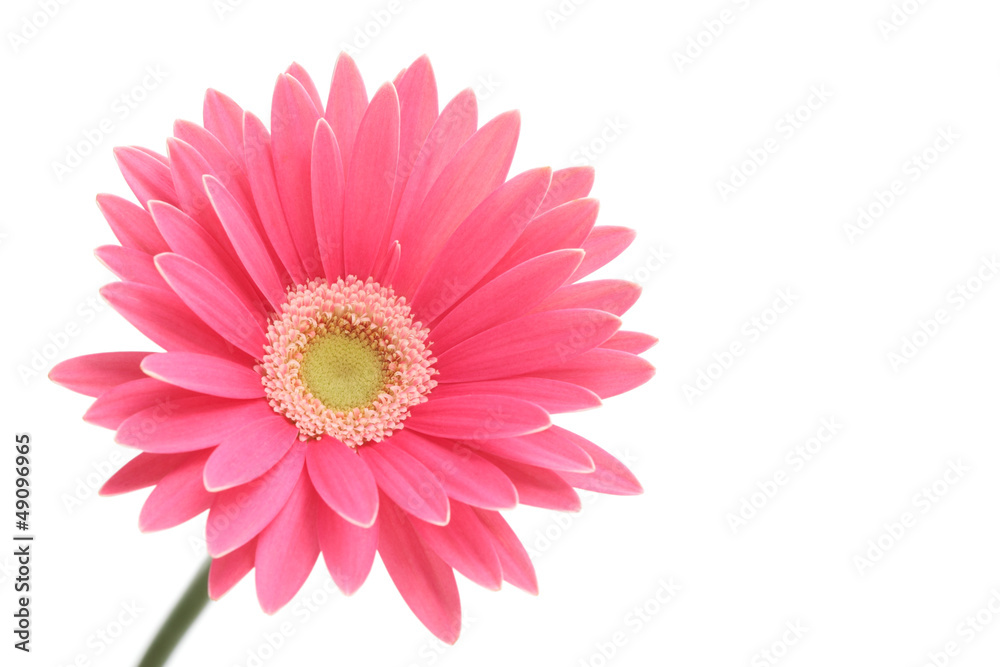 Pink gerbera daisy isolated on white background