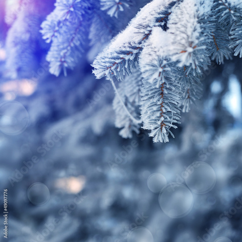 Snowy tree in the winter forest