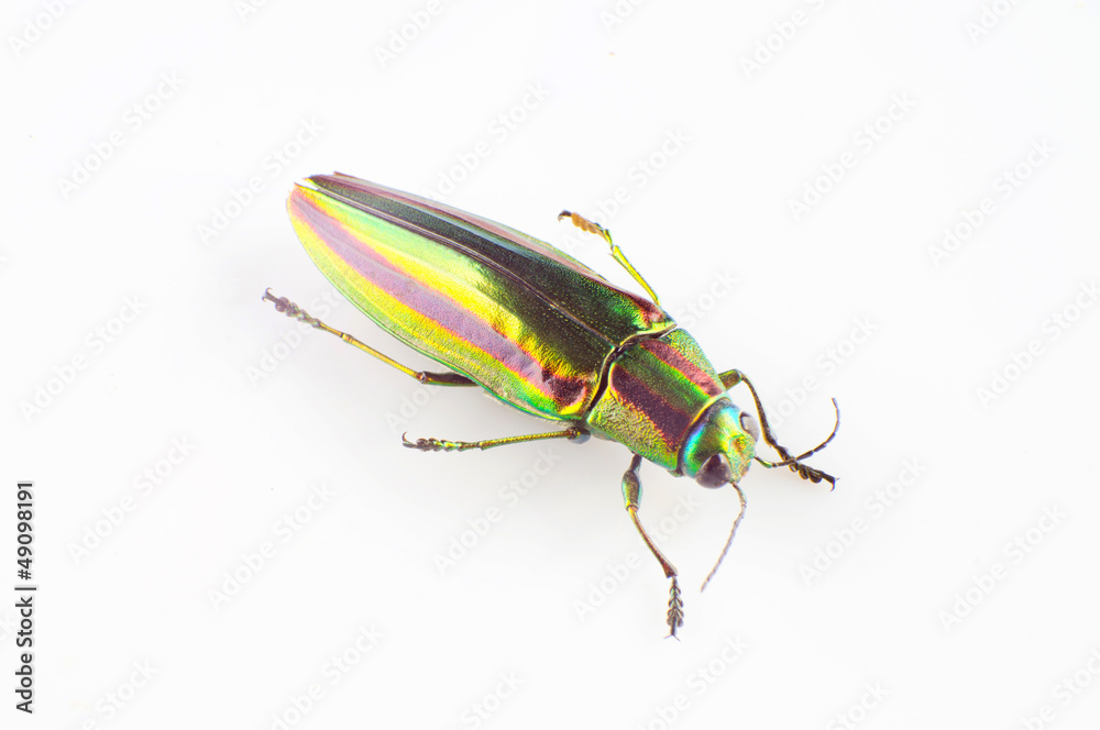 Fototapeta premium Buprestid beetle