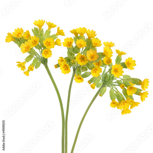 Cowslip Flowers
