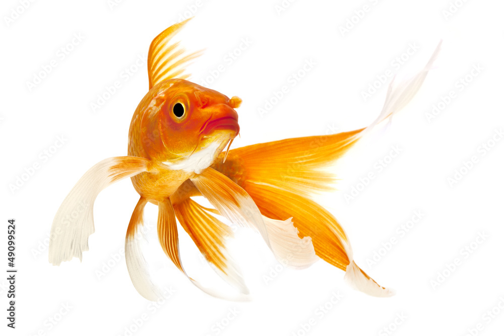Obraz premium Golden Koi Fish