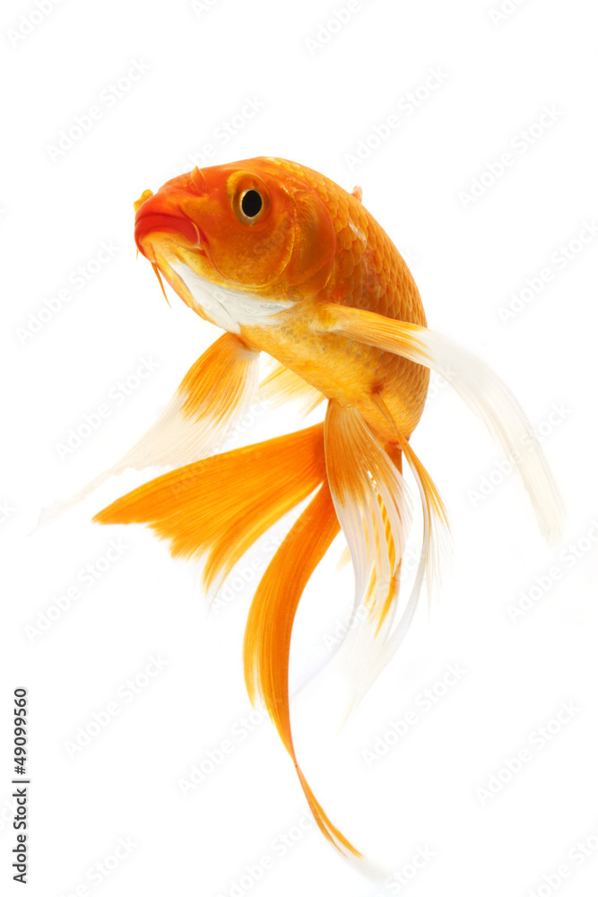 Naklejka premium Golden Koi Fish