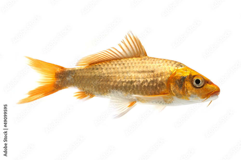 Fototapeta premium Golden Koi Fish