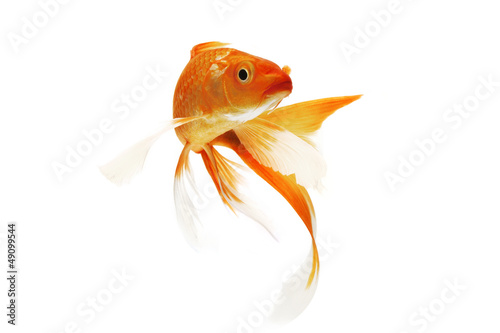 Valokuvatapetti Golden Koi Fish