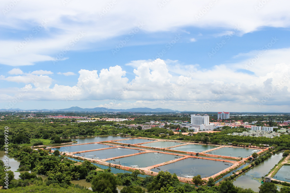 The Shrimp farming