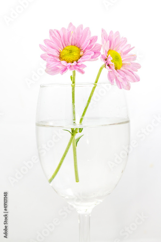 Pink flower isolated