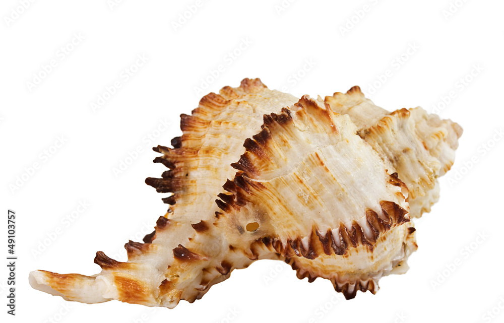 seashell isolated on white background seashell isolated on white background