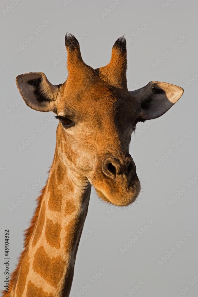 Obraz premium Close-up of Giraffe head and neck; Giraffa camelopardalis