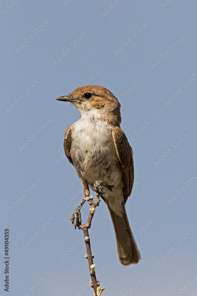 Marico flycatcher perched on twig; Bradornis mariquensis Marico flycatcher perched on twig; Bradornis mariquensis