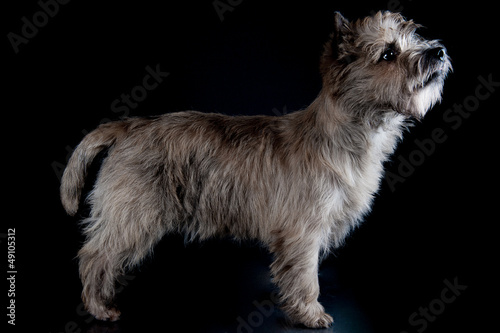Fotografie cairn terrier