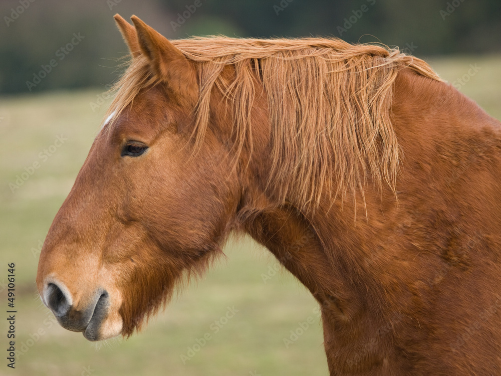 Obraz premium Horse Head Shot