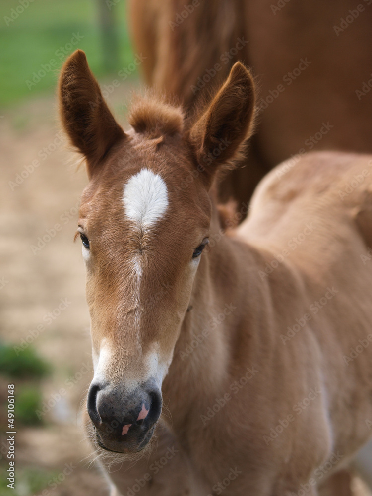 Beautiful Foal