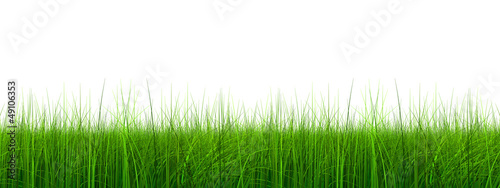 High resolution 3d green grass isolated on white