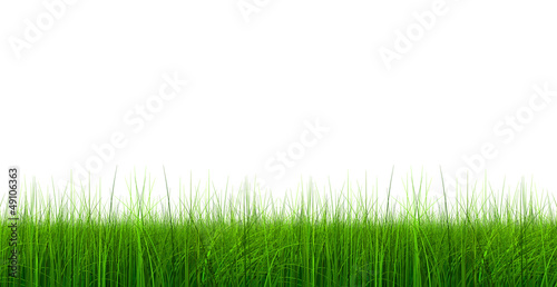 High resolution 3d green grass isolated on white