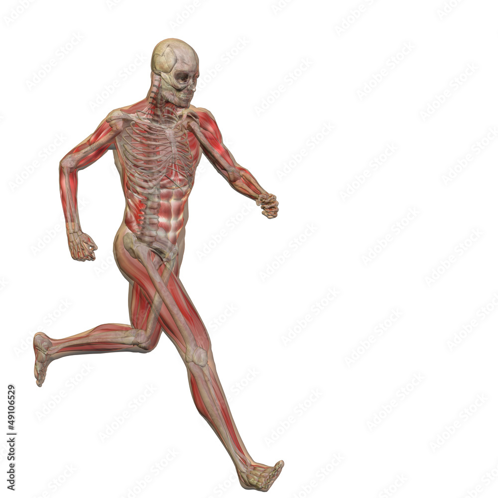 High resolution conceptual human for anatomy,medicine, health