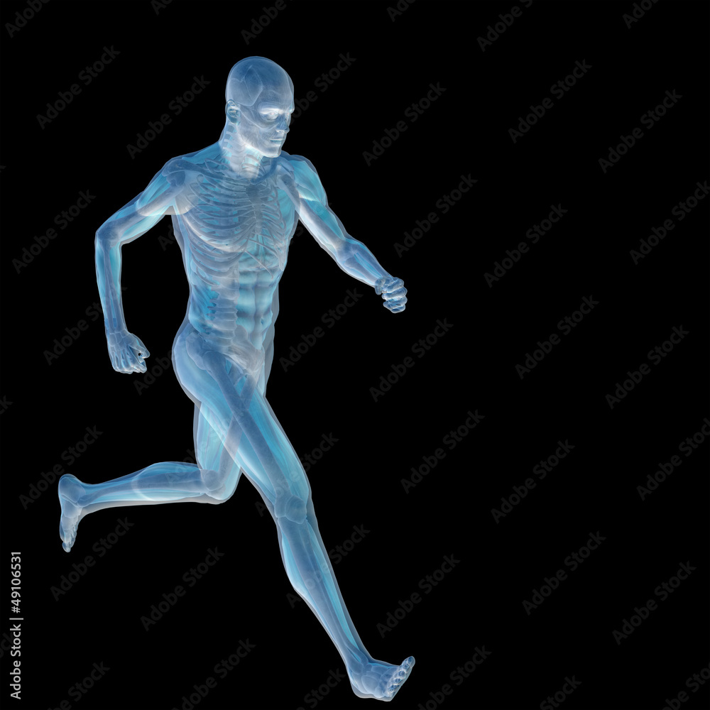 High resolution conceptual 3D human for anatomy High resolution conceptual 3D human for anatomy