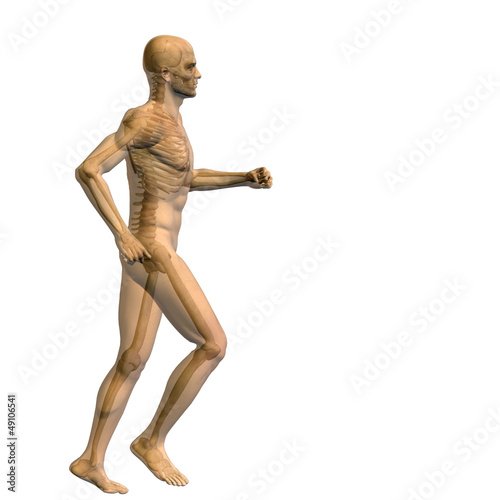 High resolution conceptual human for anatomy medicine  health