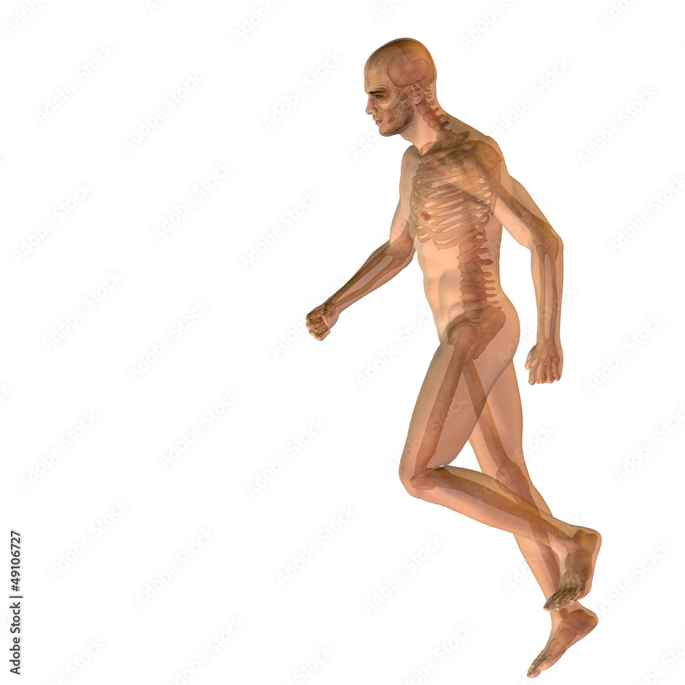 High resolution conceptual human for anatomy,medicine, health High resolution conceptual human for anatomy,medicine, health