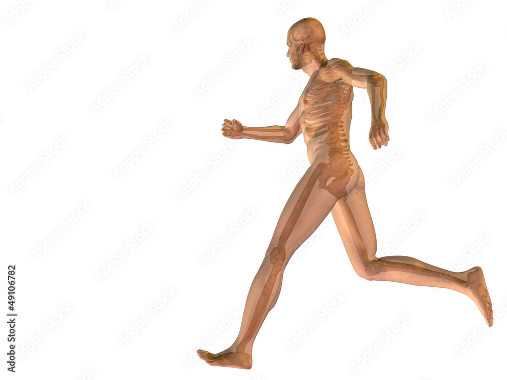 High resolution conceptual human for anatomy,medicine, health High resolution conceptual human for anatomy,medicine, health
