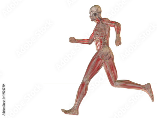 High resolution conceptual human for anatomy,medicine, health