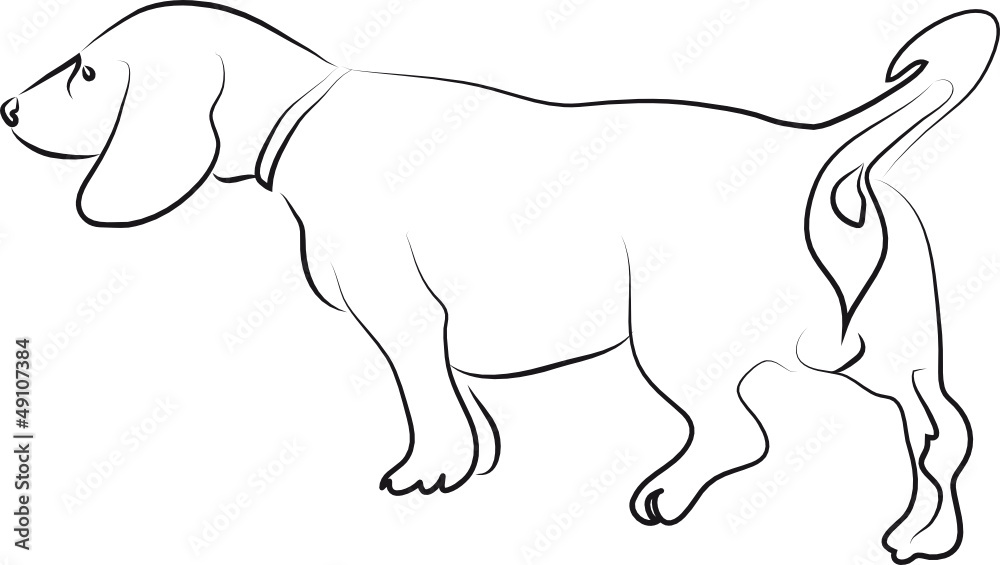 Hunderasse - Dachshund - Dackel - Jagdhund Hunderasse - Dachshund - Dackel - Jagdhund