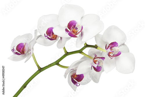Canvas Print Flowers orchids on a white background