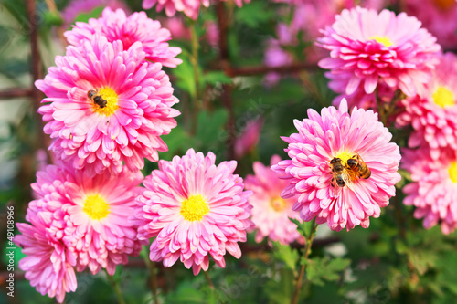 Honey bees on flowers