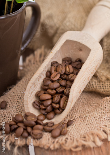 Coffee beans in an old wooden scoop photo