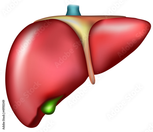 Liver, detailed anatomy, medical illustration