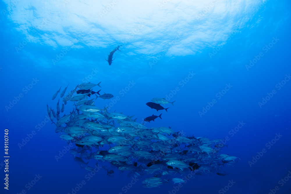 Obraz premium 海底のギンガメアジの群れ