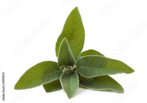 fresh sage leaves isolated on white background