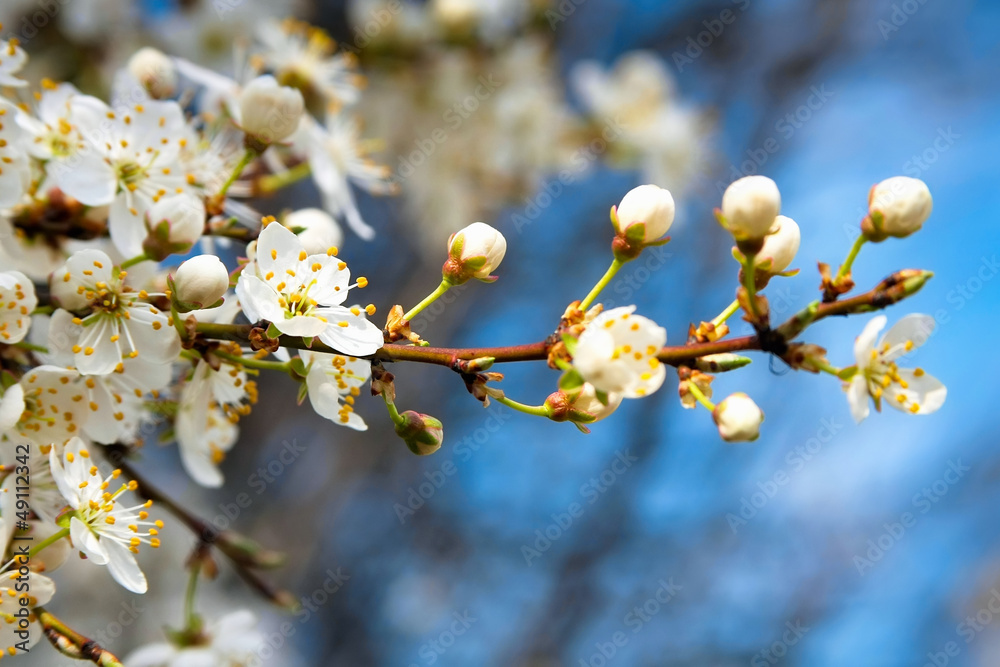 Blossoming apple tree with white flowers on blue sky