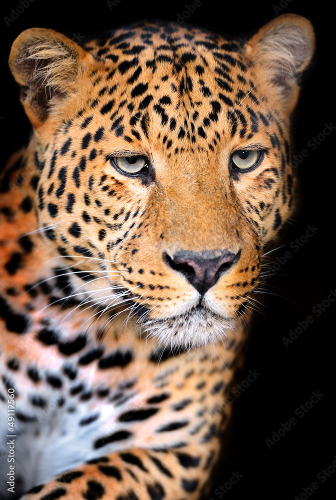 Leopard Leopard