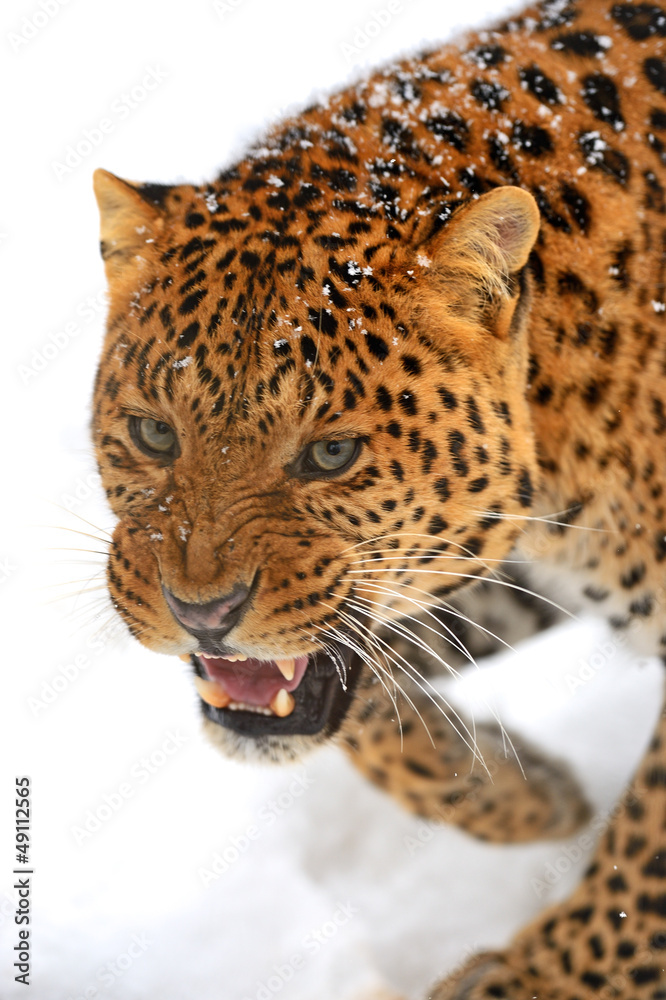 Fototapeta premium Leopard